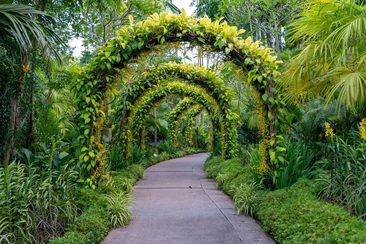 Garden pergola covered in climbing plants forming a shaded walkway