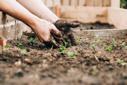 pest and disease management of plants