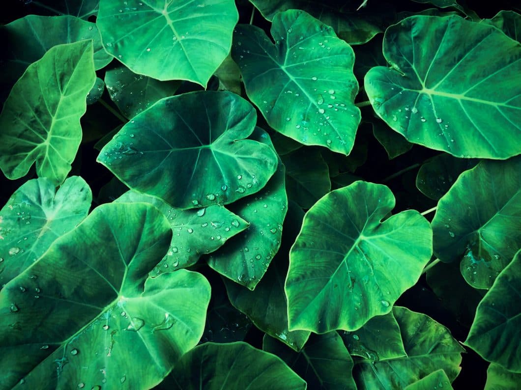 tropical garden design