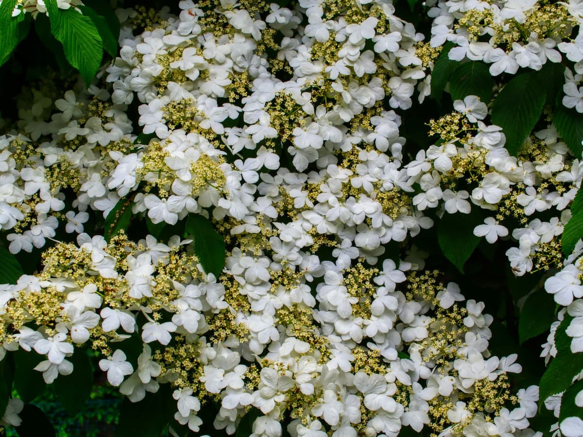 Winter flowering plants