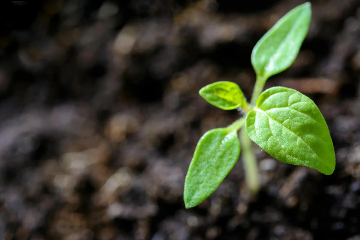 Gardener tending to plants in winter
