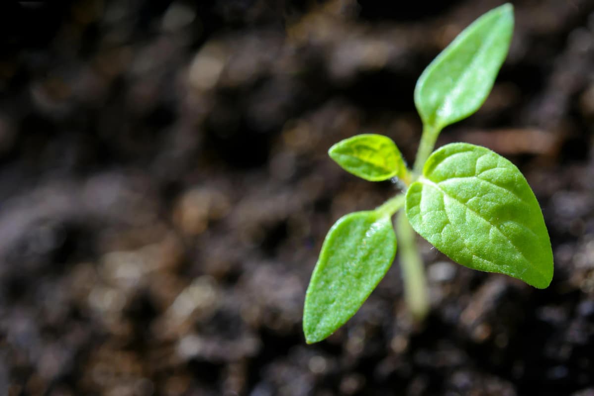 Pruning shrubs in February for a healthy spring garden