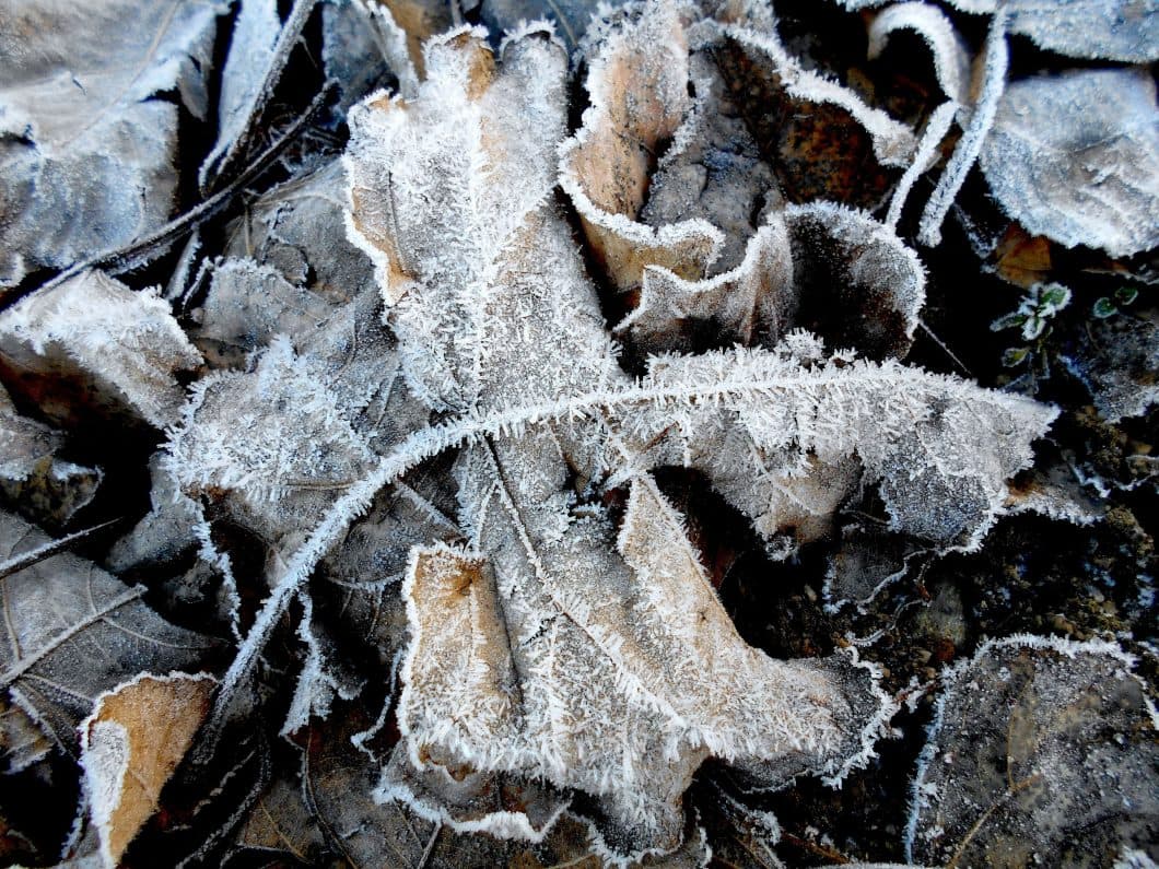 Winter garden tips