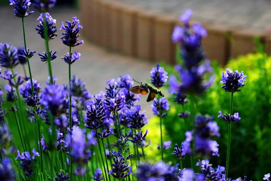 Attract wildlife