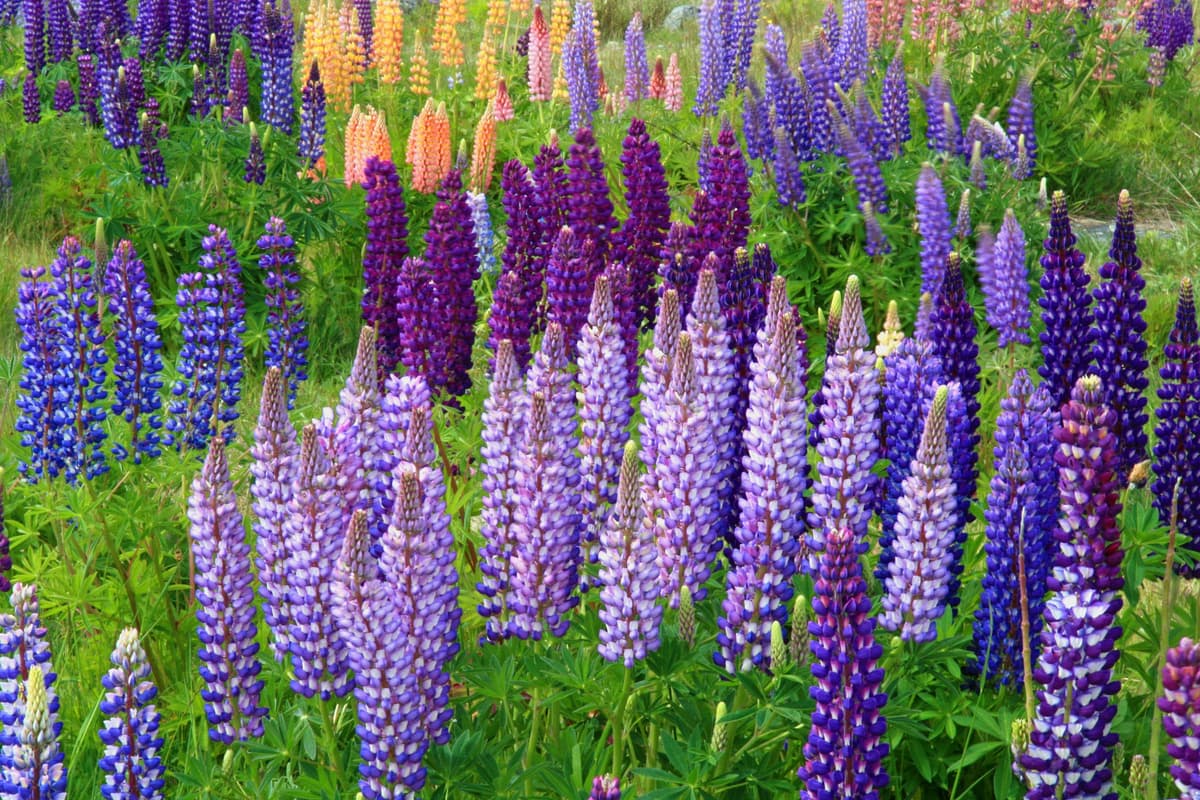 Chelsea Flower Show