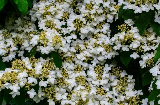 Winter flower ideas