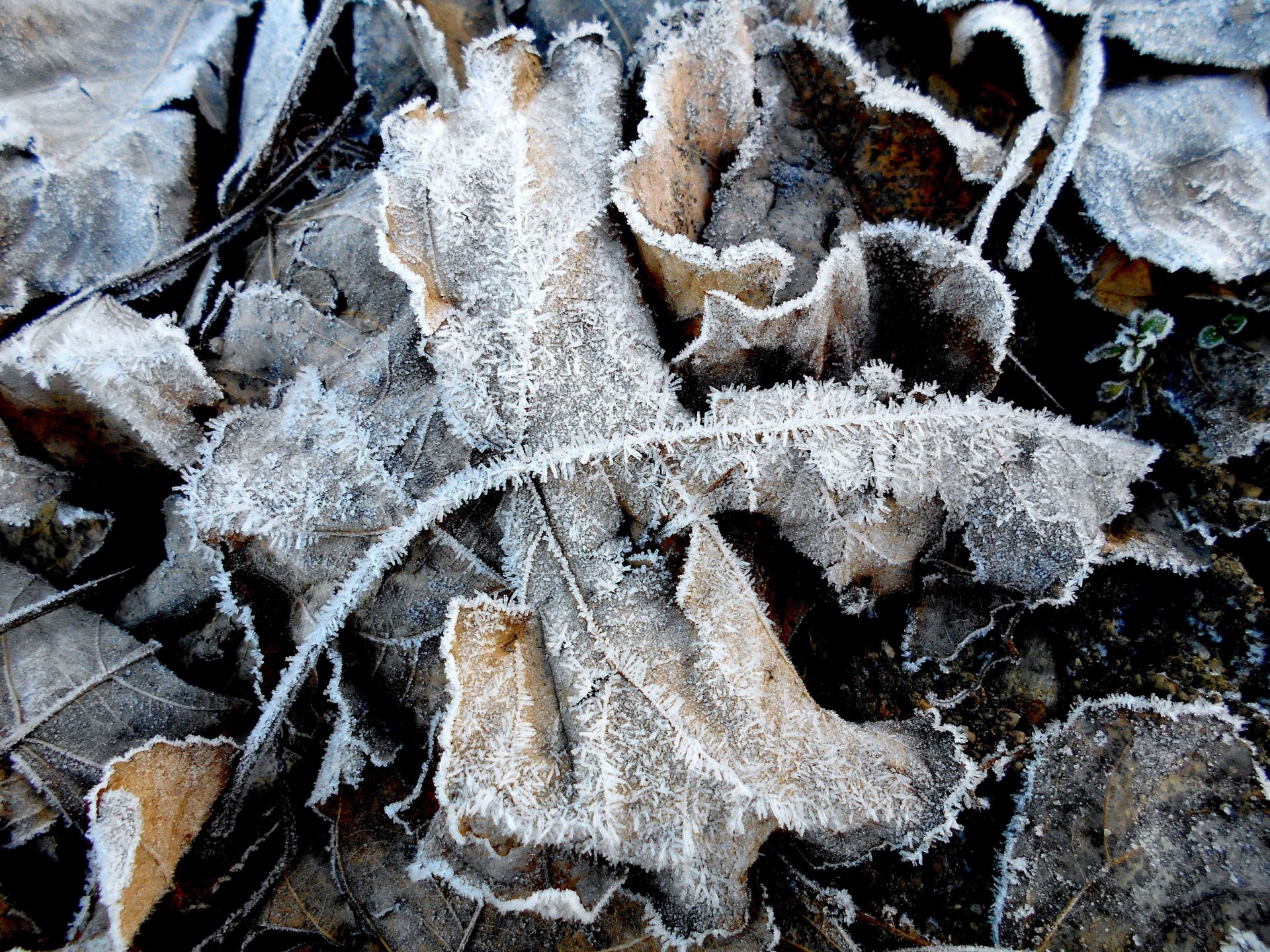 Garden in winter with frost-tolerant plants and structural interest